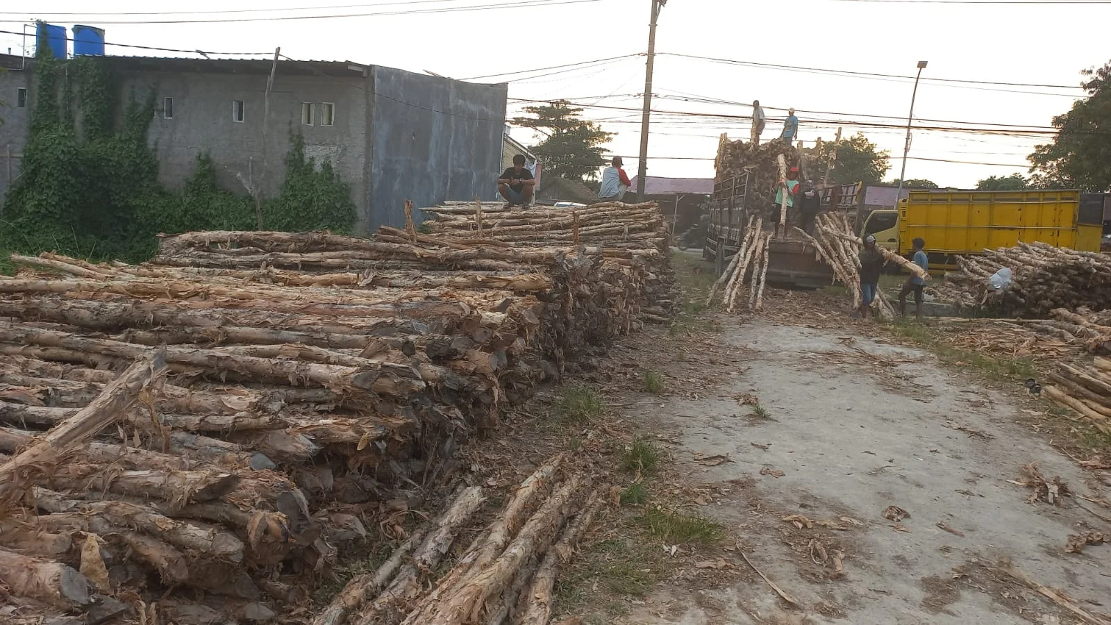 Kayu Dolken Gelam Premium