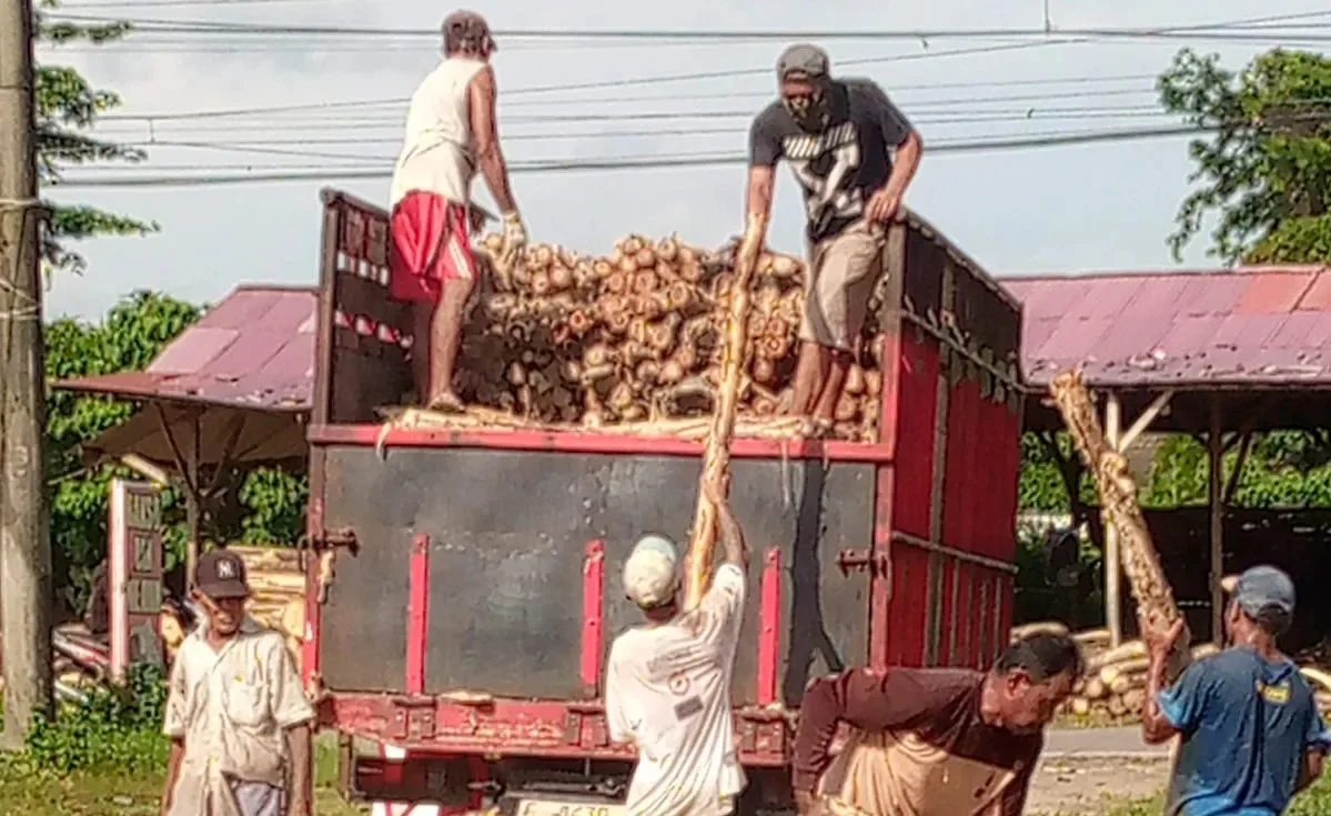 Jual Kayu Dolken Bandung | Gratis Ongkir & COD | Hub. 081311400177