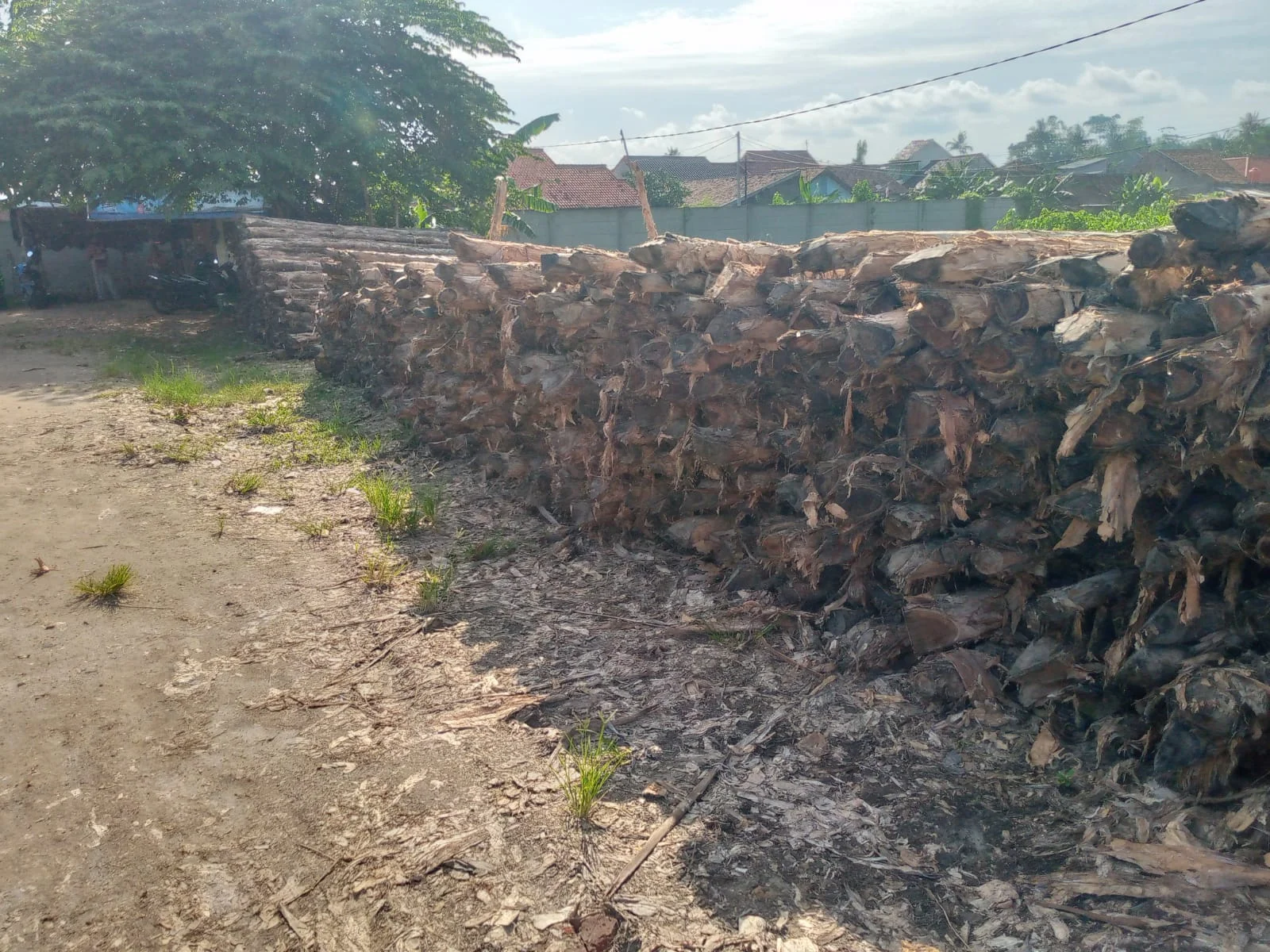 Perbedaan Kayu Gelam dengan Kayu Lainnya yang Perlu Anda Ketahui