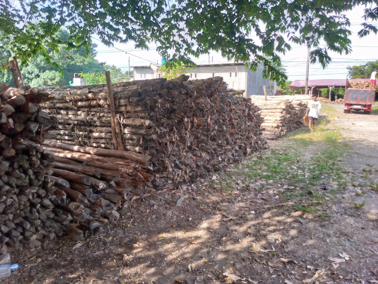 Jual Kayu Dolken Gelam Diameter 10-14 cm