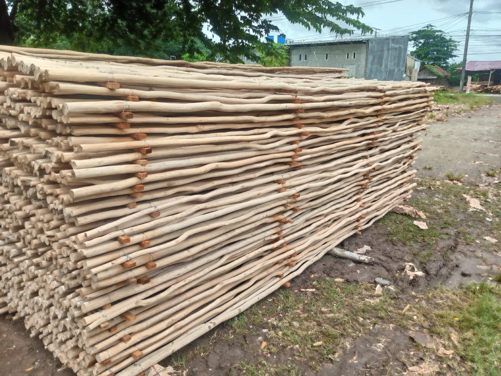 Jual Kayu Dolken Gelam Diameter 2-3 cm