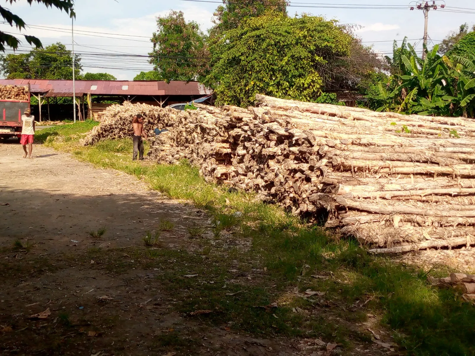 Jual Kayu Dolken Gelam Diameter 3-5 cm