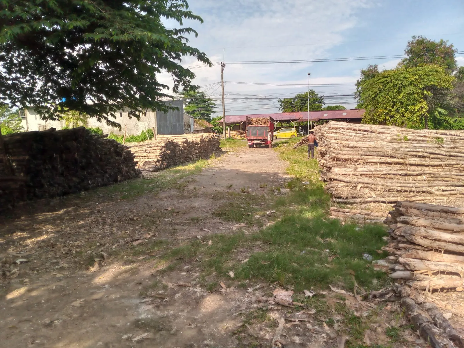 Jual Kayu Dolken Gelam Diameter 8-10 cm